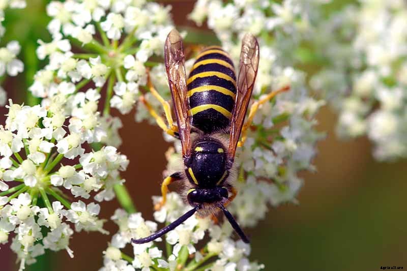 The Many Uses and Benefits of Yarrow: A Healing Herb