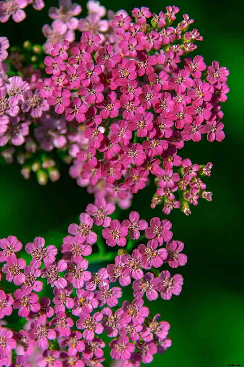 The Many Uses and Benefits of Yarrow: A Healing Herb