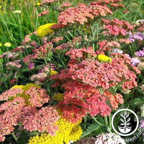 The Many Uses and Benefits of Yarrow: A Healing Herb
