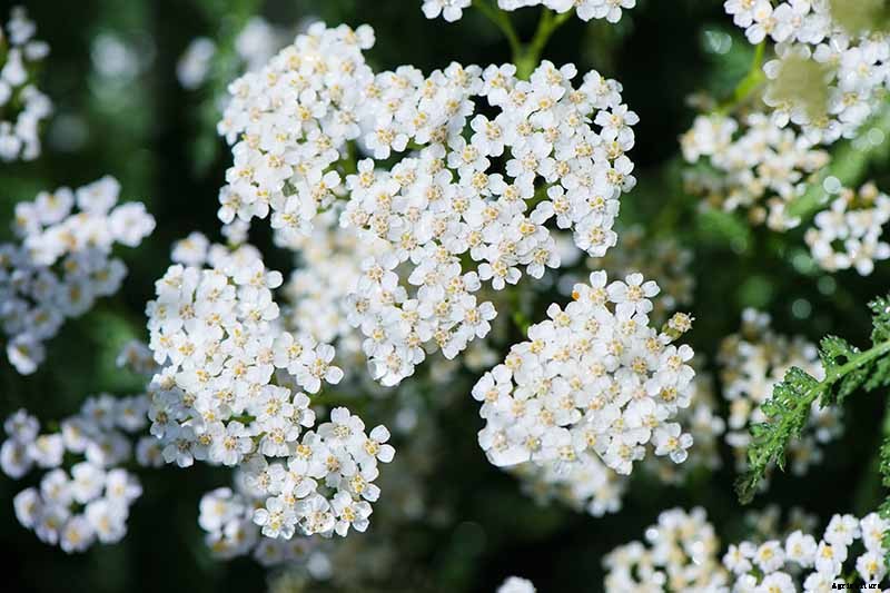 The Many Uses and Benefits of Yarrow: A Healing Herb