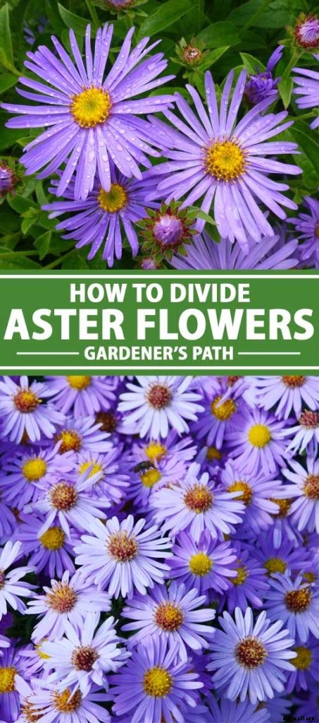 When and How to Divide Perennial Asters