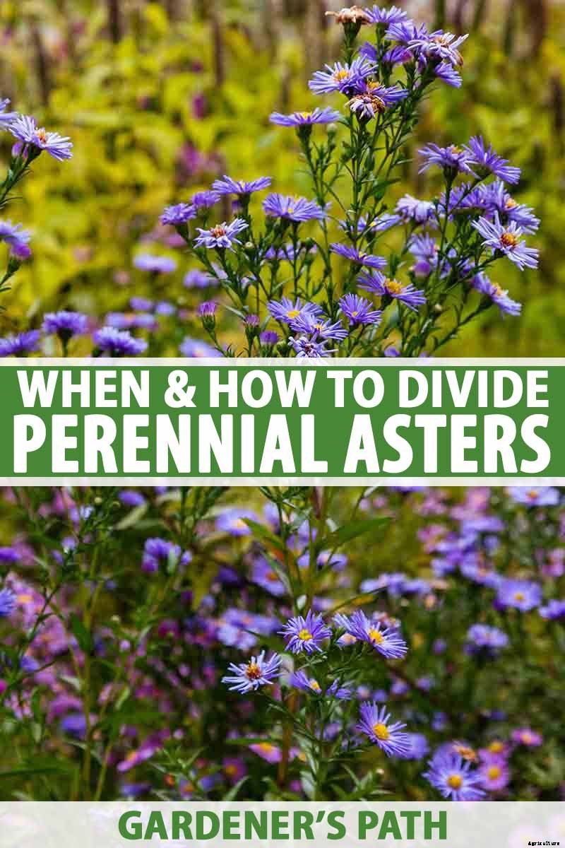 When and How to Divide Perennial Asters