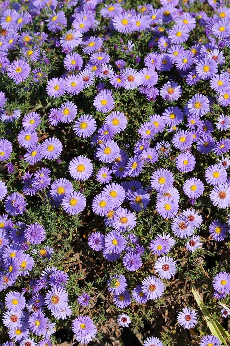 When and How to Divide Perennial Asters