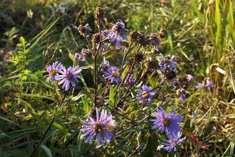 When and How to Divide Perennial Asters