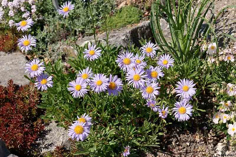 When and How to Divide Perennial Asters