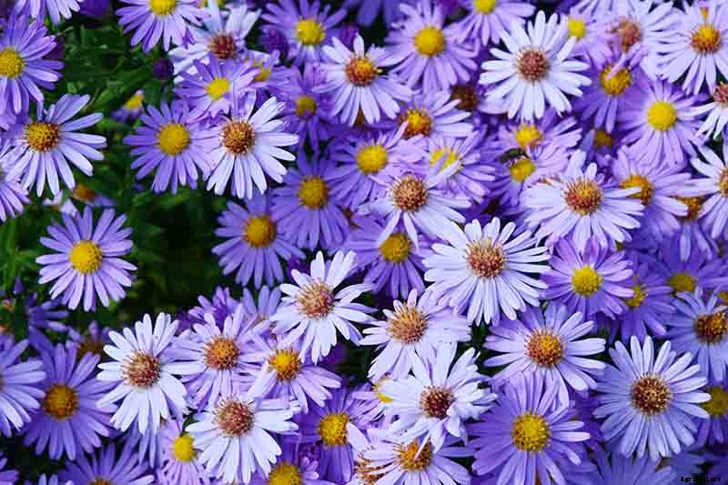 When and How to Divide Perennial Asters
