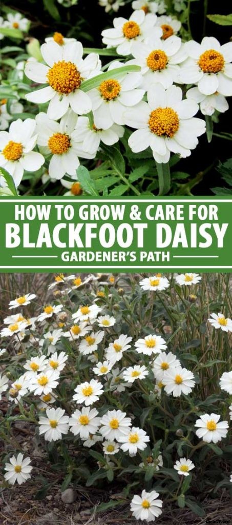 How to Grow Blackfoot Daisy