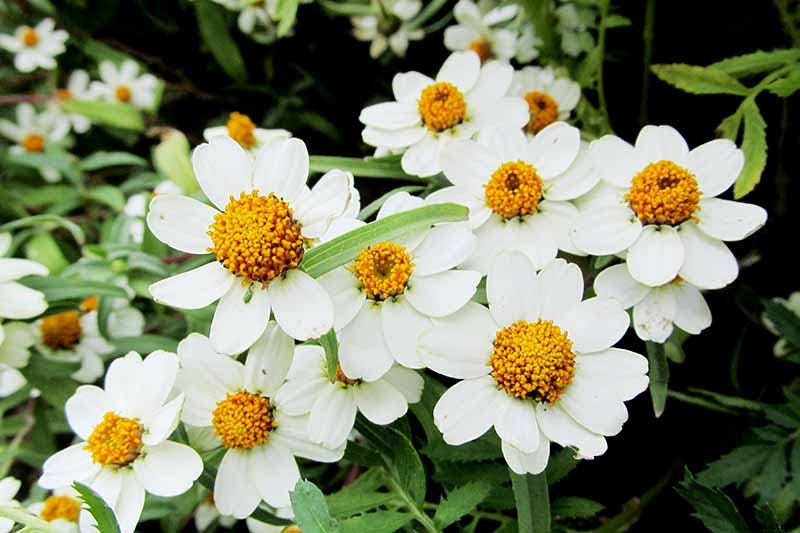 How to Grow Blackfoot Daisy