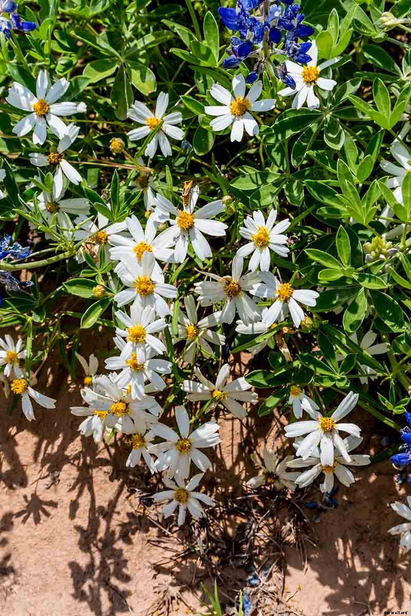 How to Grow Blackfoot Daisy