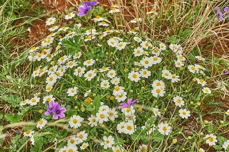 How to Grow Blackfoot Daisy
