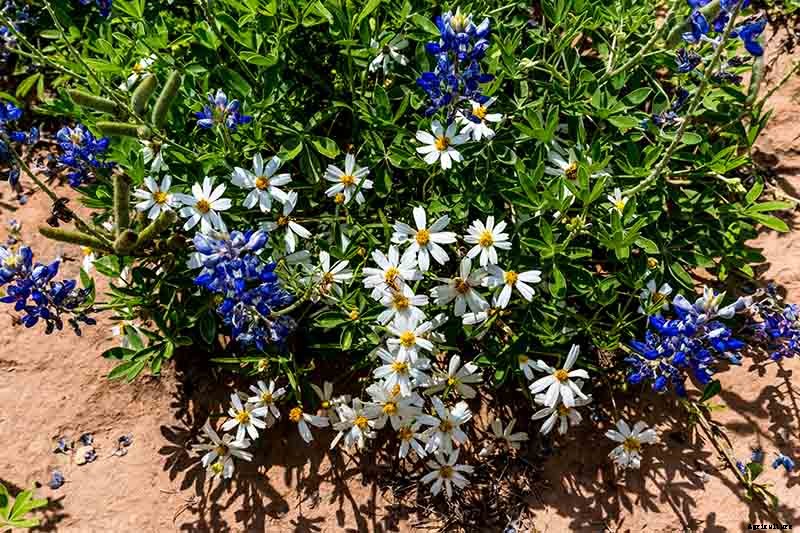 How to Grow Blackfoot Daisy
