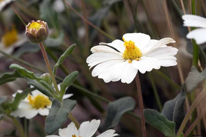 How to Grow Blackfoot Daisy