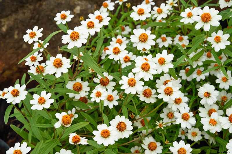 How to Grow Blackfoot Daisy