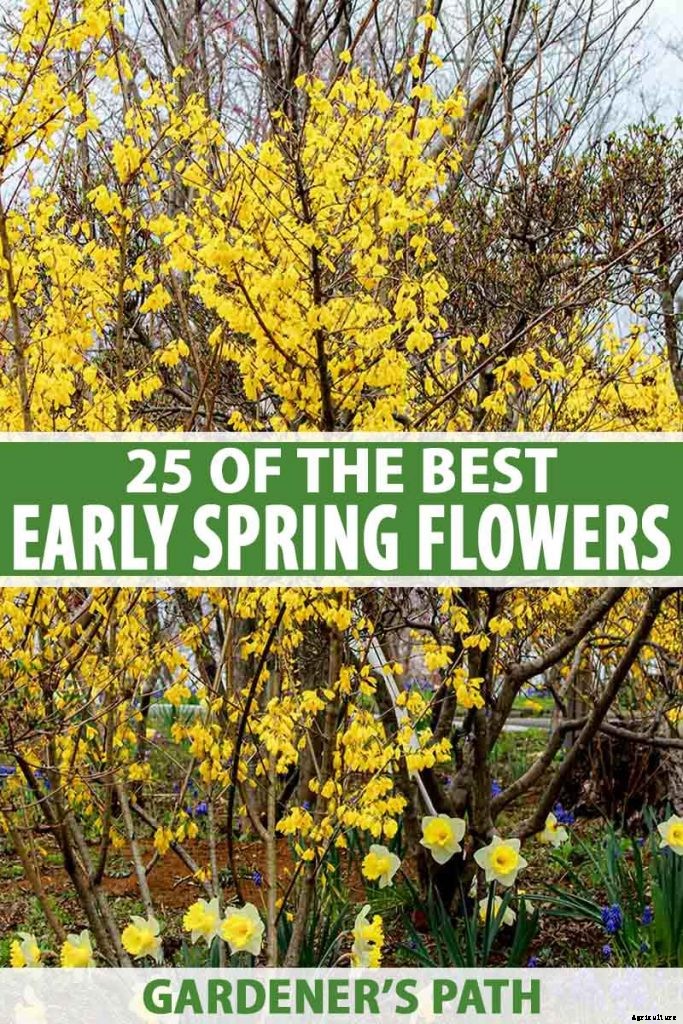 25 of the Best Early Spring Blooming Flowers