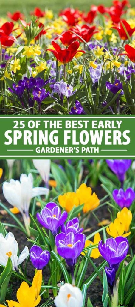 25 of the Best Early Spring Blooming Flowers