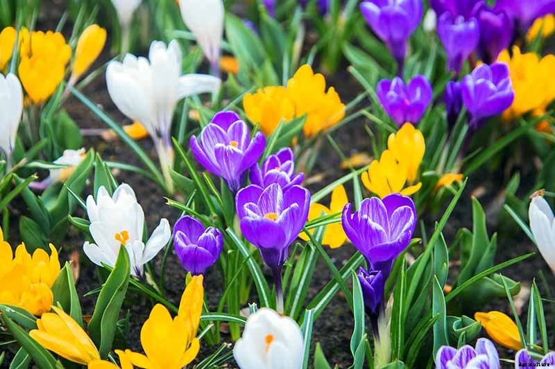 25 of the Best Early Spring Blooming Flowers