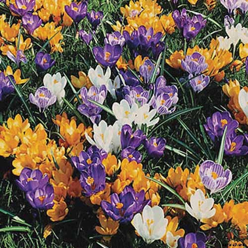 25 of the Best Early Spring Blooming Flowers