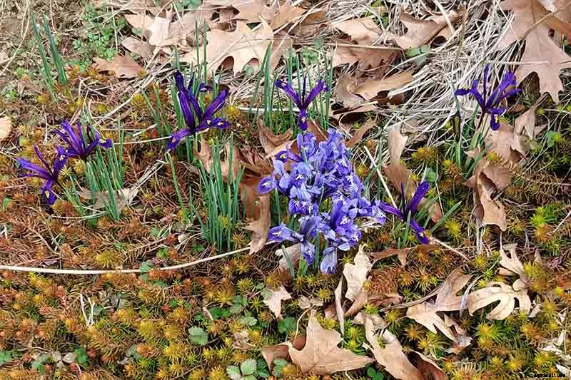 25 of the Best Early Spring Blooming Flowers