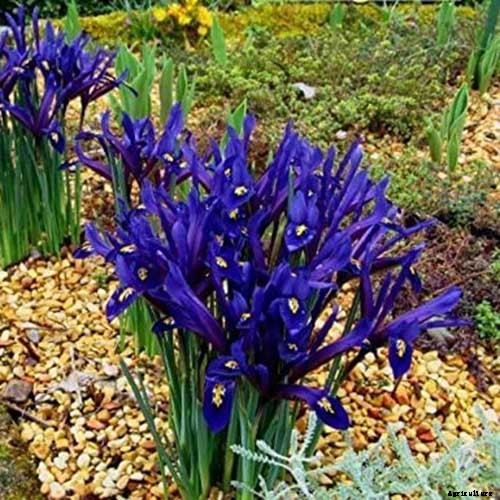 25 of the Best Early Spring Blooming Flowers