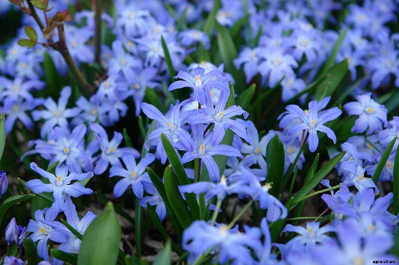 25 of the Best Early Spring Blooming Flowers