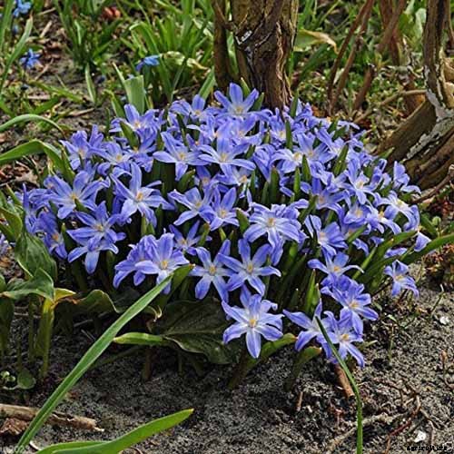 25 of the Best Early Spring Blooming Flowers