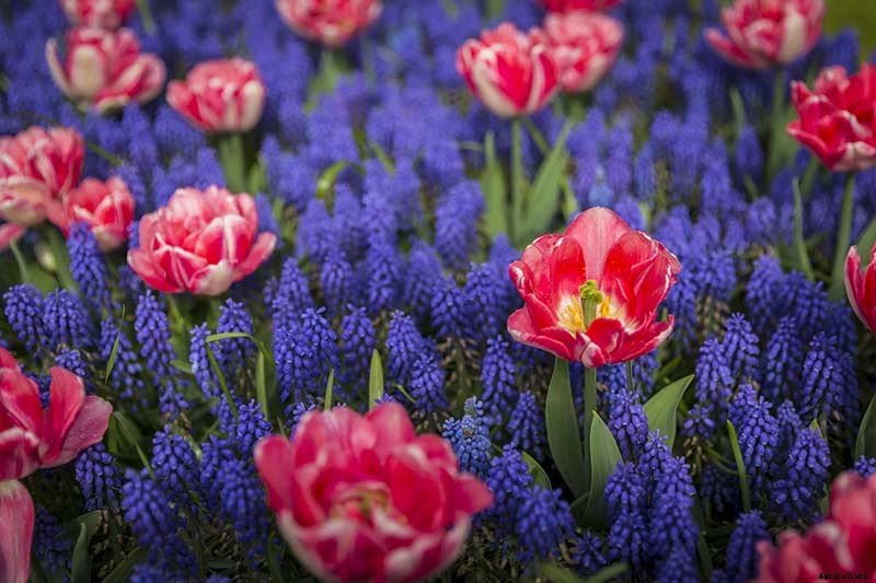 25 of the Best Early Spring Blooming Flowers