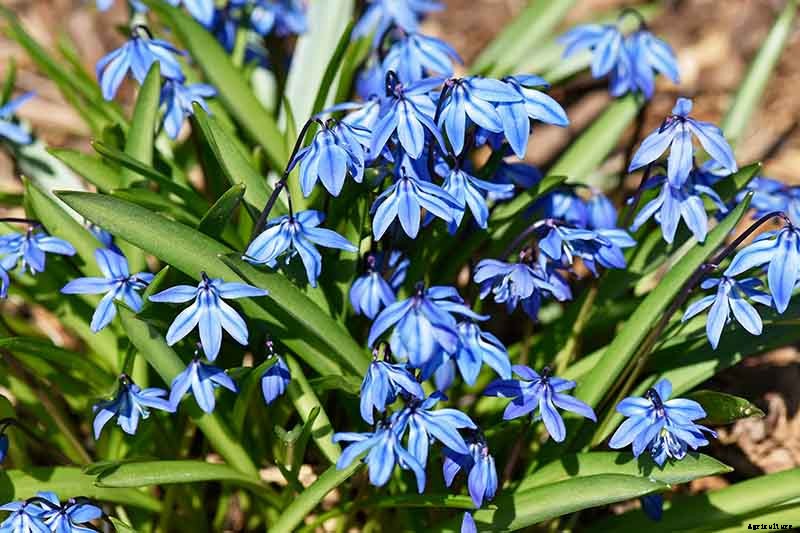 25 of the Best Early Spring Blooming Flowers