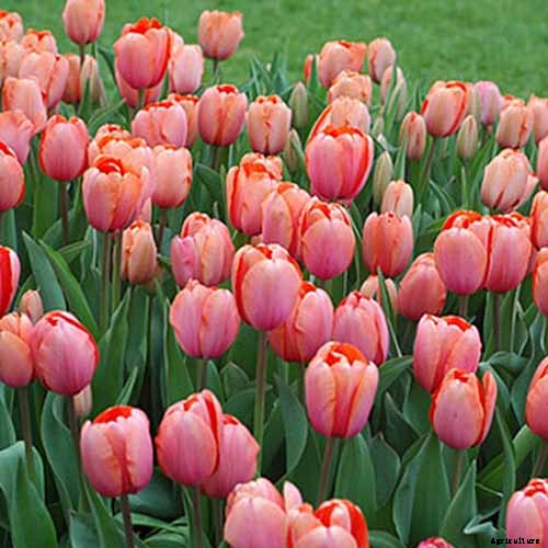 25 of the Best Early Spring Blooming Flowers