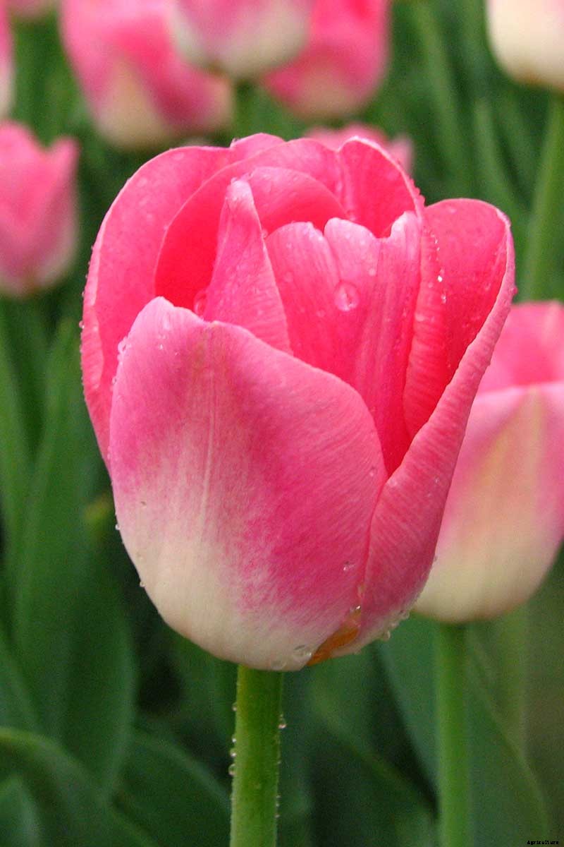 25 of the Best Early Spring Blooming Flowers