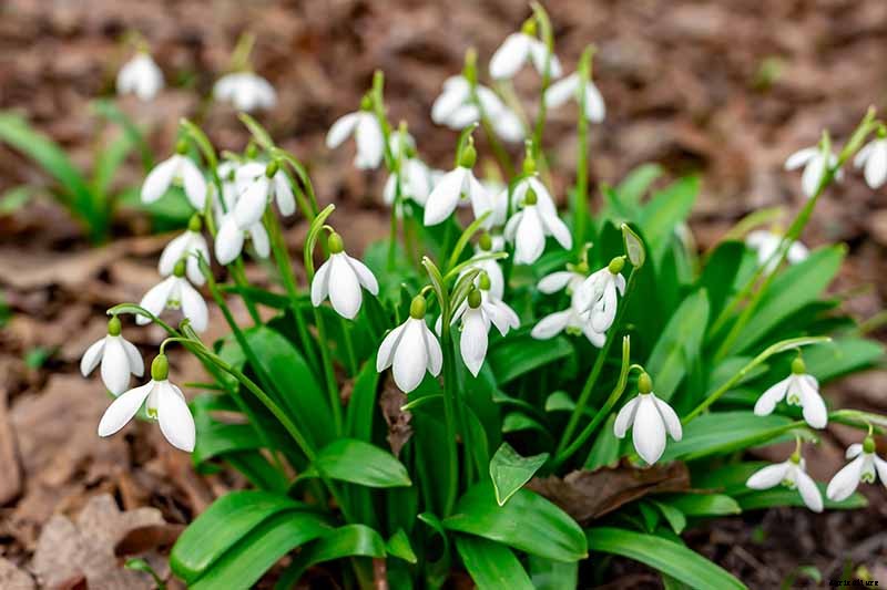 25 of the Best Early Spring Blooming Flowers