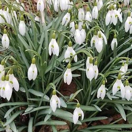 25 of the Best Early Spring Blooming Flowers