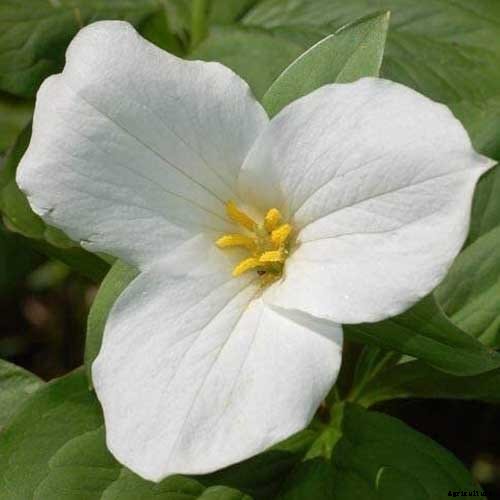 25 of the Best Early Spring Blooming Flowers