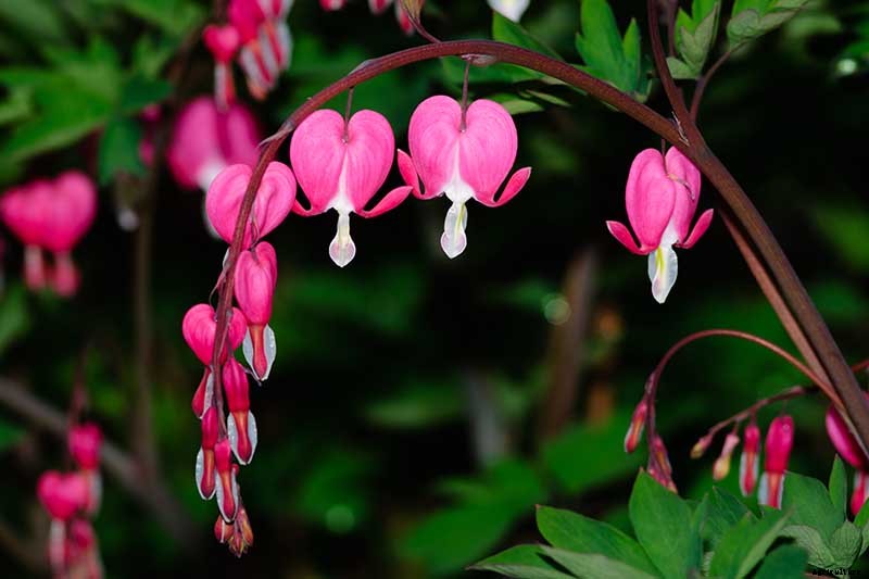 25 of the Best Early Spring Blooming Flowers