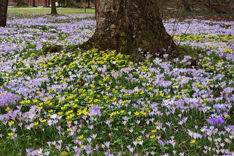 25 of the Best Early Spring Blooming Flowers