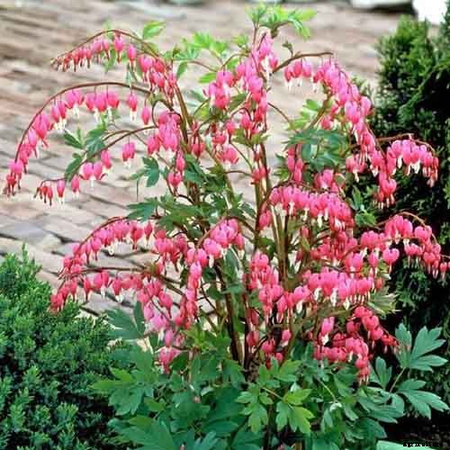 25 of the Best Early Spring Blooming Flowers