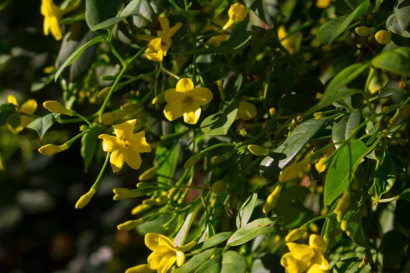 25 of the Best Early Spring Blooming Flowers