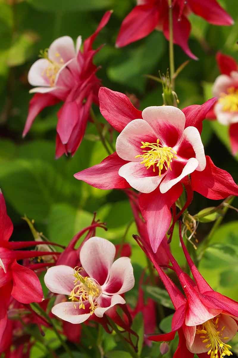 25 of the Best Early Spring Blooming Flowers