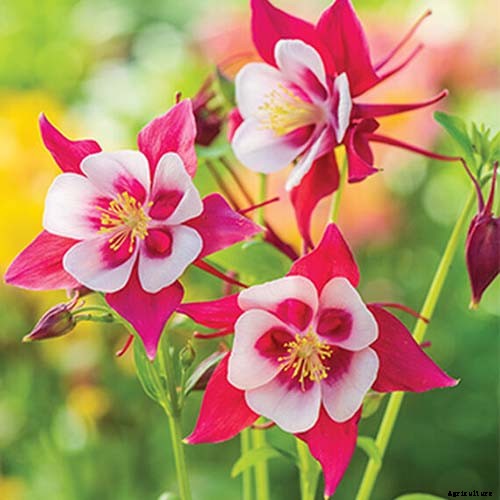 25 of the Best Early Spring Blooming Flowers