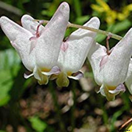 25 of the Best Early Spring Blooming Flowers