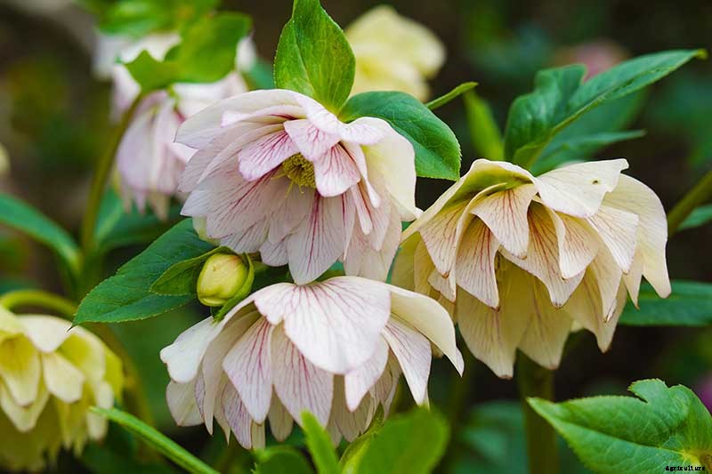 25 of the Best Early Spring Blooming Flowers