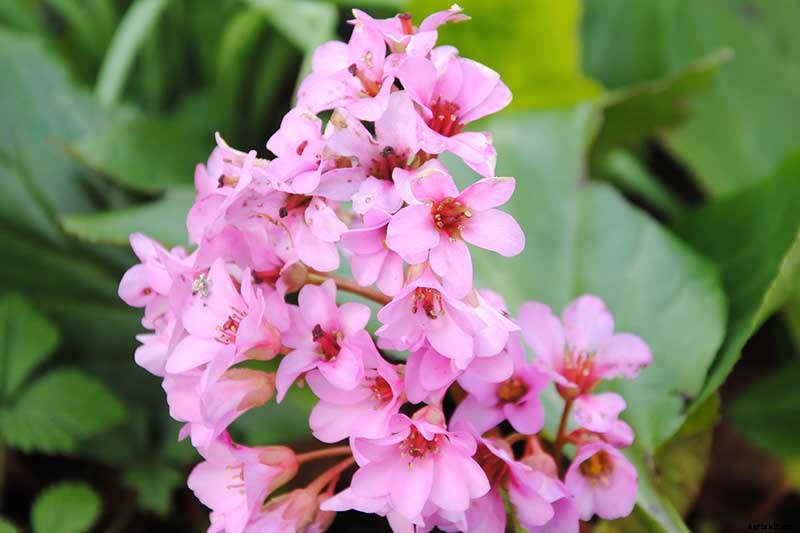 25 of the Best Early Spring Blooming Flowers