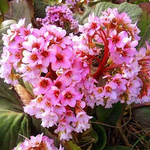 25 of the Best Early Spring Blooming Flowers