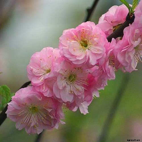 25 of the Best Early Spring Blooming Flowers