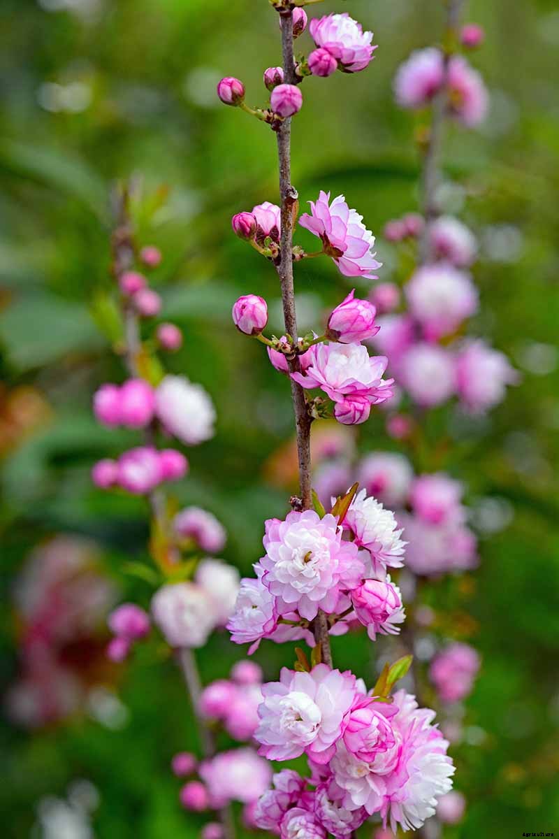 25 of the Best Early Spring Blooming Flowers