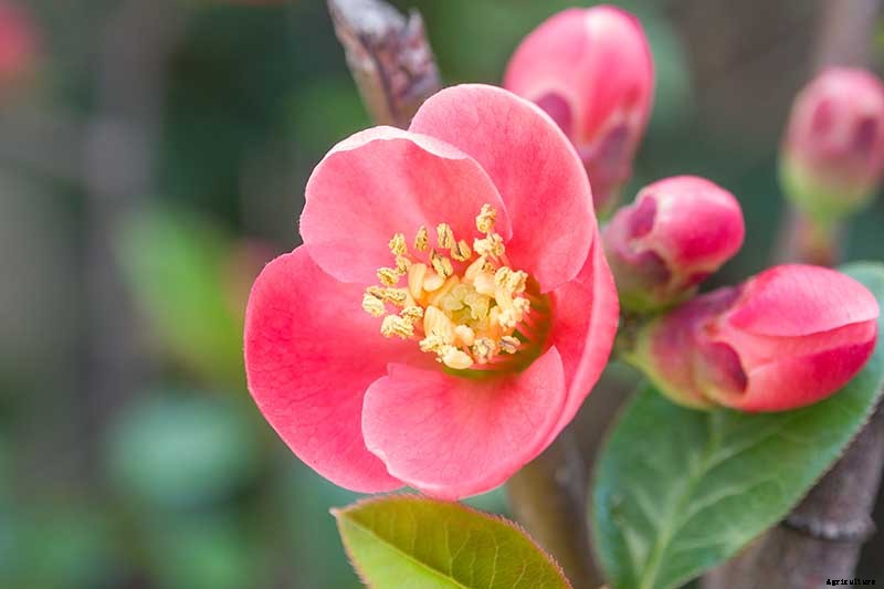 25 of the Best Early Spring Blooming Flowers