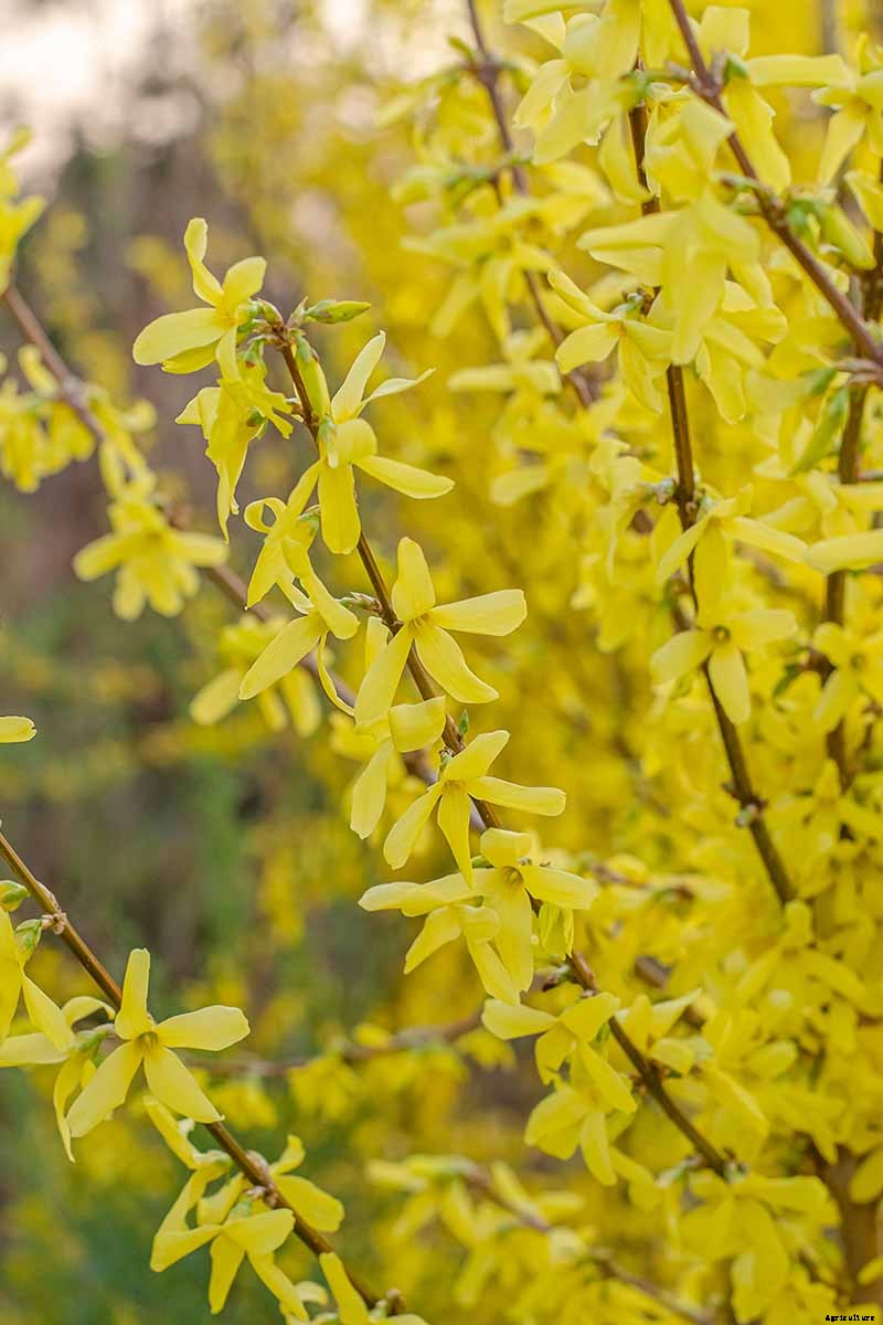 25 of the Best Early Spring Blooming Flowers