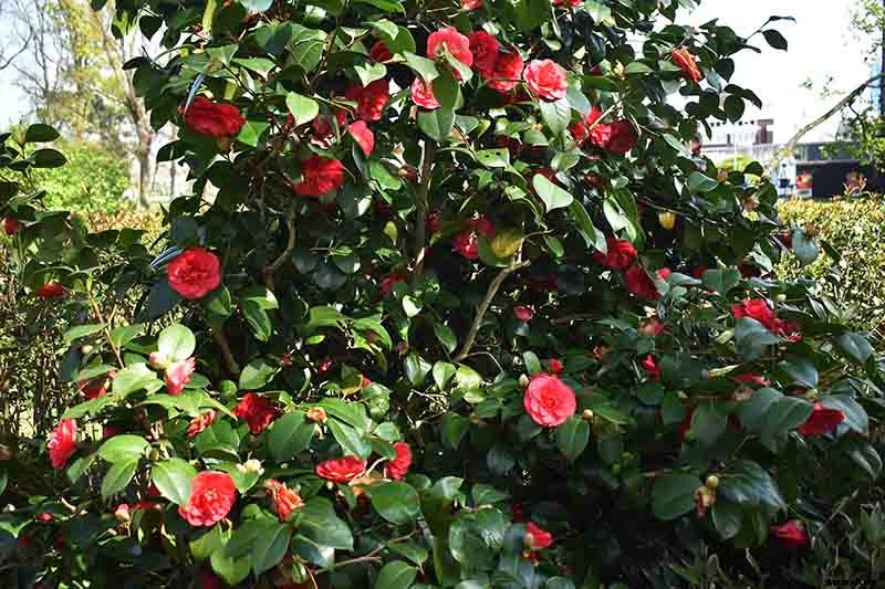 25 of the Best Early Spring Blooming Flowers