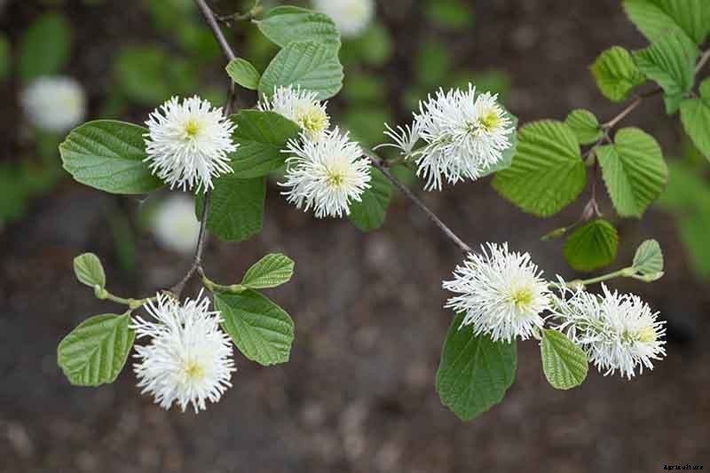 25 of the Best Early Spring Blooming Flowers