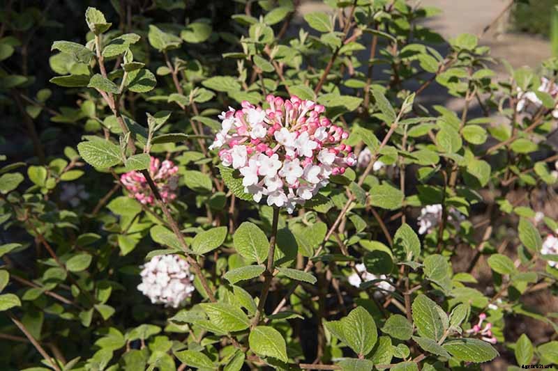 25 of the Best Early Spring Blooming Flowers