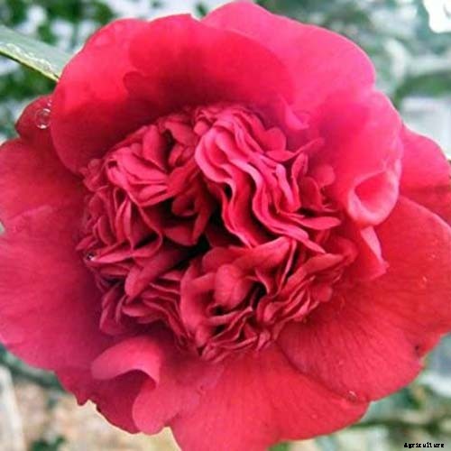 25 of the Best Early Spring Blooming Flowers